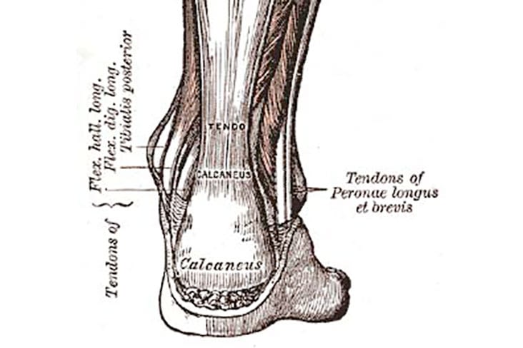 Achilles Tendon